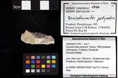 Foto (Objket + Etiketten) von Cracensigillatus acutirostrus (Moericke, 1889) 